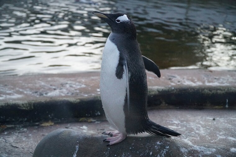Edinburgh Zoo