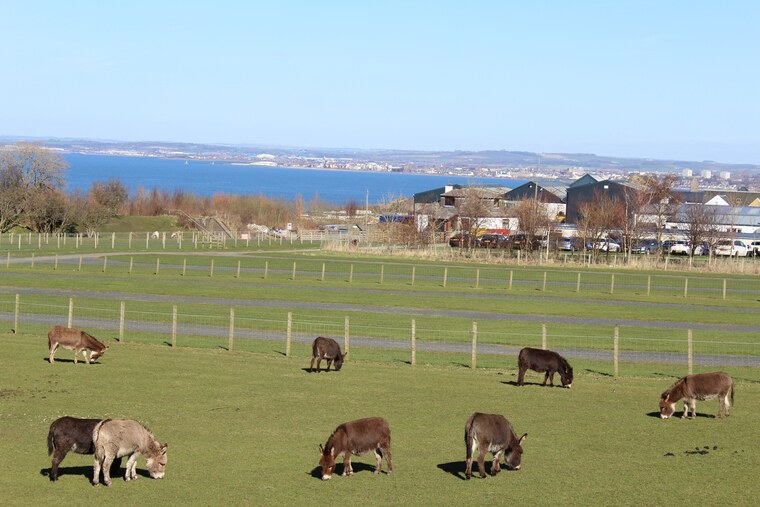 Heads of Ayr Farm Park