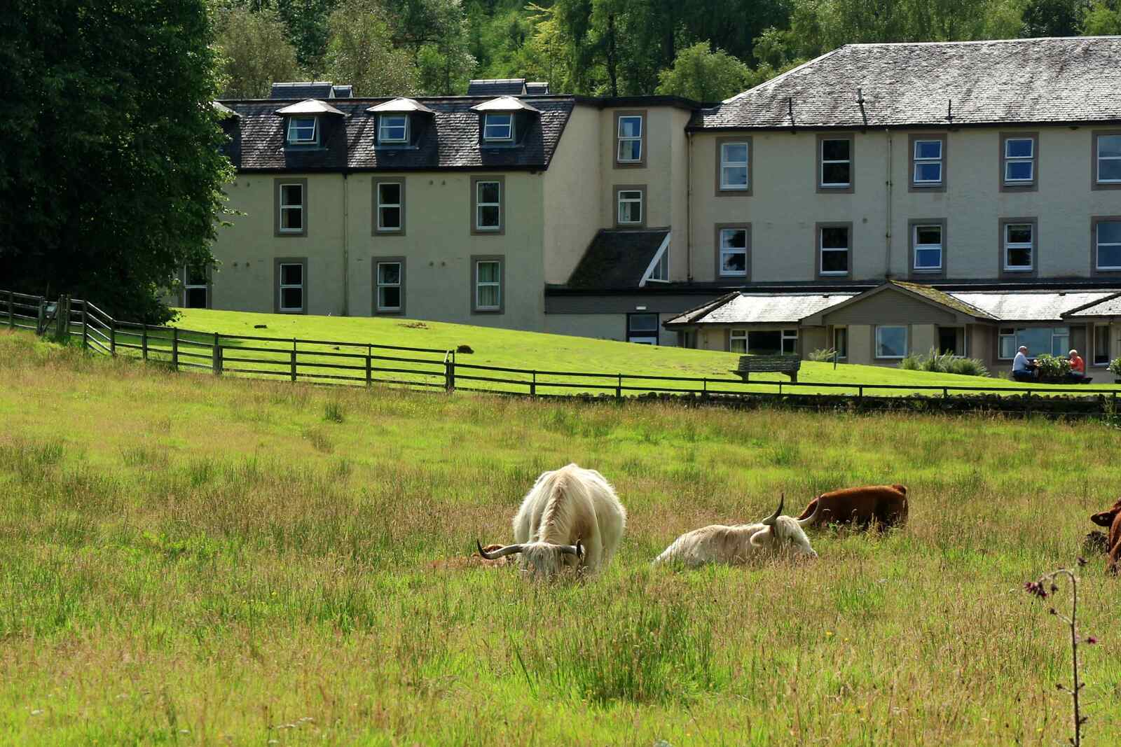 Highland Coos & The Trossachs