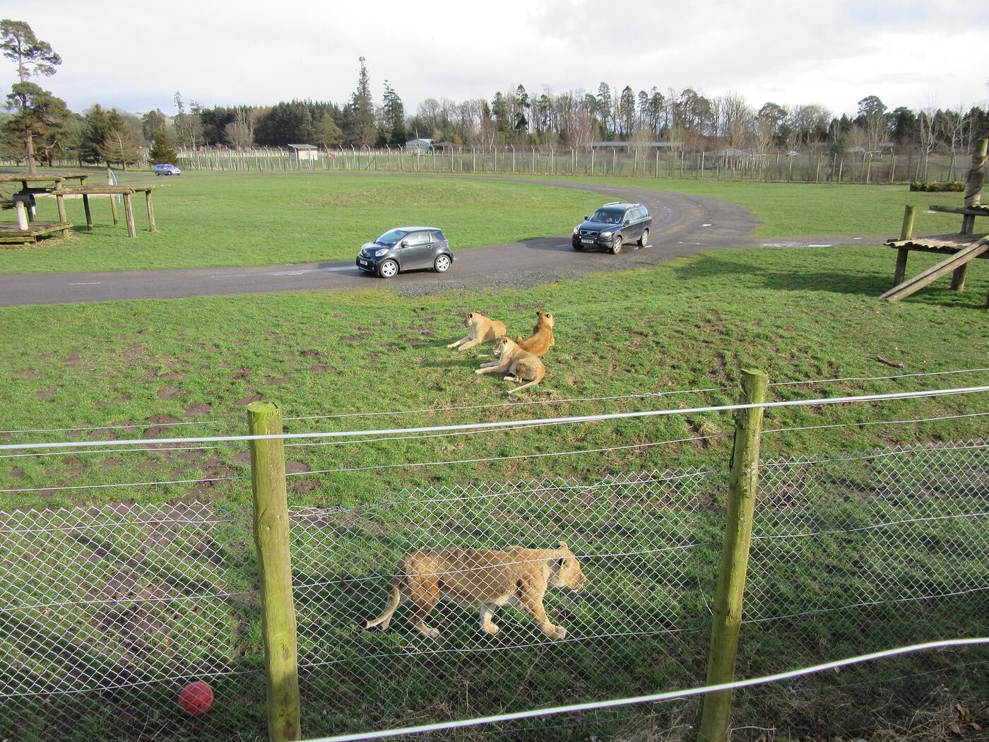 Blair Drummond Safari Park day trip